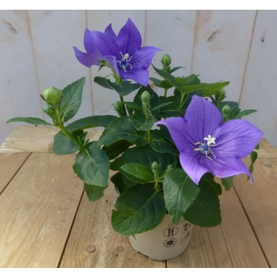 Afbeelding van 3 stuks! Ballonklokje Platycodon blauw Warentuin natuurlijk