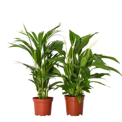 Afbeelding van Areca &amp; Spathiphyllum Mix van 2 Pot 17cm Hoogte 60 75cm