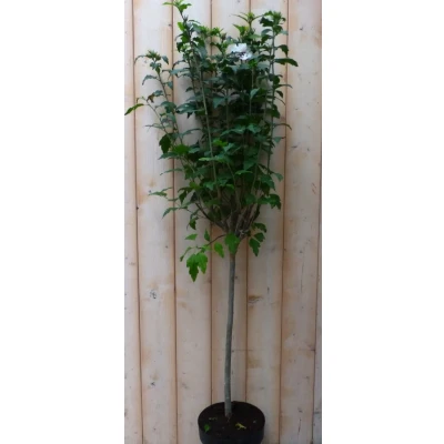 Afbeelding van Hibiscus op stam Wit 100 cm Warentuin natuurlijk