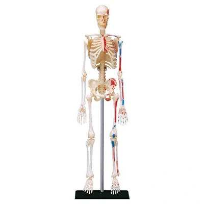 Afbeelding van EXPLORA Skelet Anatomie van het menselijk lichaam 546059 Realistisch model 46 onderdelen Montagehandleiding en educatieve quiz Ontdekkingsset Vanaf 8 jaar