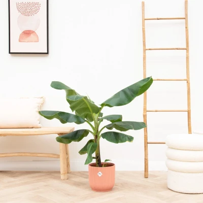 Afbeelding van Bananenplant (Musa) + elho Vibes Fold Round wit Ø22 100cm