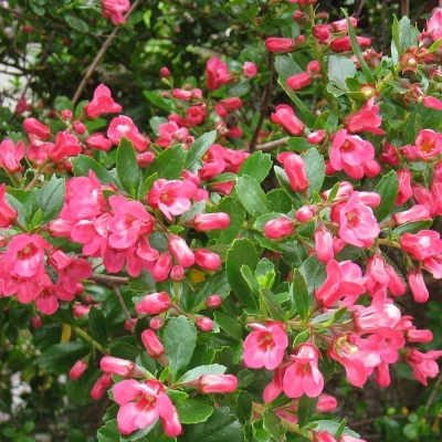 Afbeelding van Escallonia &#039;Donard Seedling&#039; 40 50 cm in pot