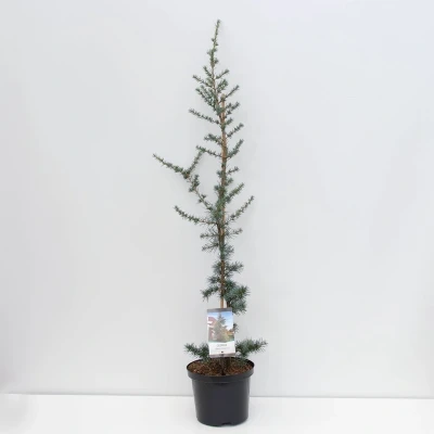 Afbeelding van Cedrus libani glauca 95 cm Warentuin natuurlijk