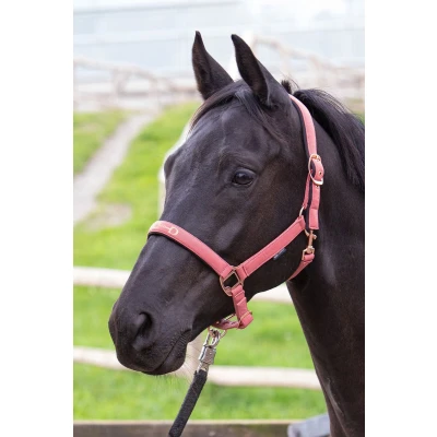 Afbeelding van Harry&#039;s Horse Halster Bit Roze