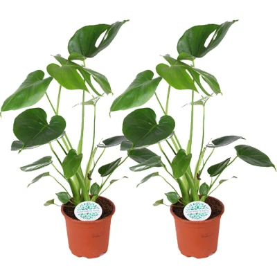 Afbeelding van Plantenboetiek.nl Monstera Deliciosa 2 stuks Ø14cm 45cm hoog Kamerplant Groenblijvend Multideal