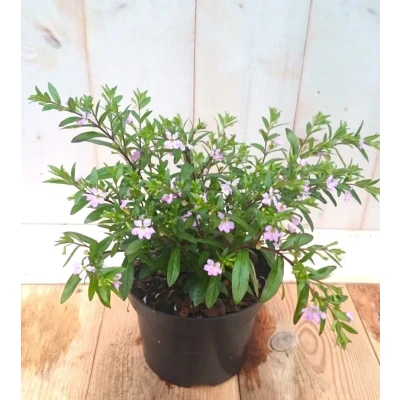 Afbeelding van 3 stuks! Luciferplant roze Warentuin natuurlijk