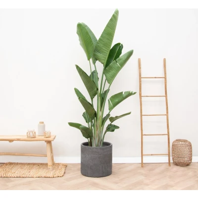 Afbeelding van Strelitzia Augusta multi stam XXL hoogte 225cm potmaat 45cm