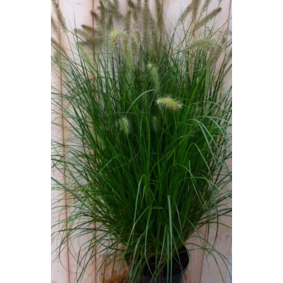 Afbeelding van Lampepoetsergras GROOT 100 cm Warentuin natuurlijk