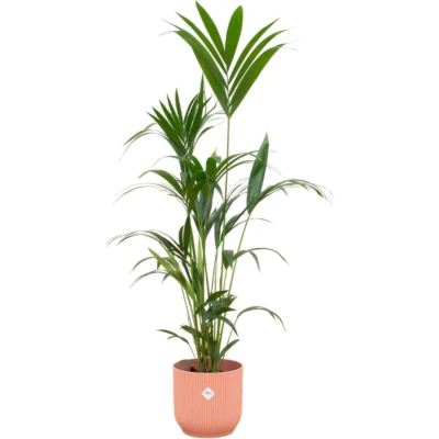 Afbeelding van Kentia palm + elho Vibes Fold Round roze Ø30 160 cm