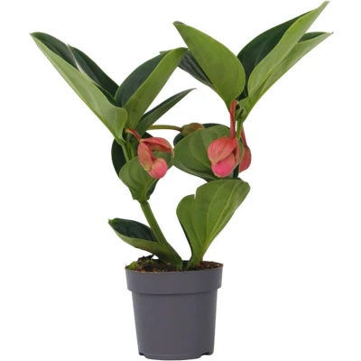 Afbeelding van Plant in a Box Medinilla Magnifica &#039;Lambada&#039; Kamerplant ⌀14cm Hoogte 40 50cm