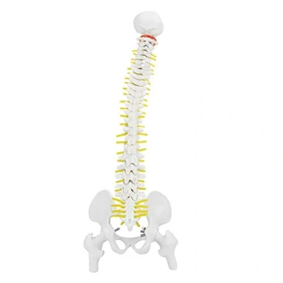 Afbeelding van 45 cm menselijke wervelkolom model, flexibele met wastafel, anatomie software, slimme voor skelet onderwijs