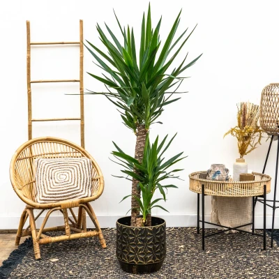 Afbeelding van Yucca Elephantipes 140cm