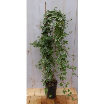Afbeelding van Hedera klimop 80 cm groenblijvend witbont Warentuin natuurlijk