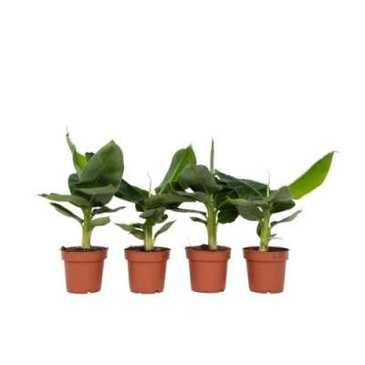 Afbeelding van Musa &#039;Oriental Dwarf&#039; Set van 4 Bananenplanten Pot 12cm Hoogte 25 40cm Indoor x4