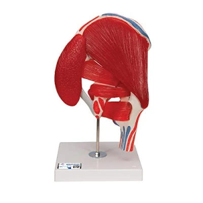 Afbeelding van 3B Scientific Menselijke anatomie heupgewricht 7 delig + gratis anatomiesoftware Smart Anatomy, A881