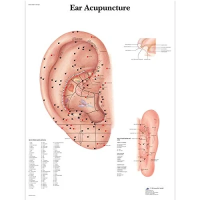 Afbeelding van 3B Scientific VR1821UU Menselijke Anatomie Oor Acupunture Chart, Papieren Versie, 50 x 67cm