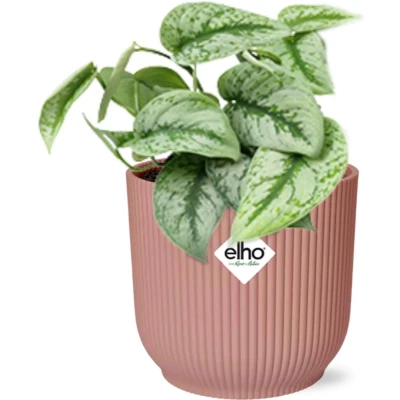 Afbeelding van Plantenboetiek.nl Scindapsus Pictus ‘Trebie’ in ELHO Vibes Fold roze Kamerplant Hoogte 20cm Potmaat 14cm