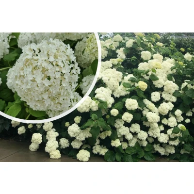 Afbeelding van Hortensia Hydrangea Arborescens &#039;Strong Annabelle&#039;