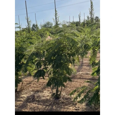 Afbeelding van 2 x Albizia jul. &#039;Ombrella&#039; (&#039;bourbi&#039;®) Slaapboom, Zijdeboom, Perzische Slaapboom 40 50 cm in pot