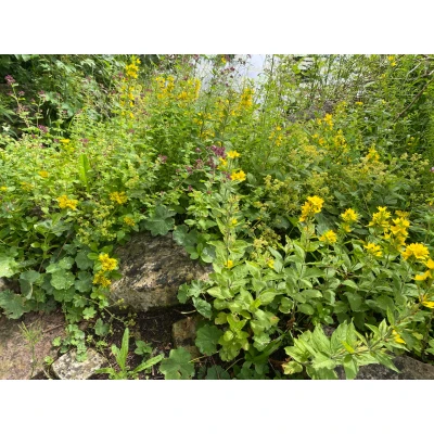 Afbeelding van Puntwederik Lysimachia punctata