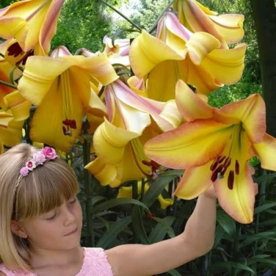 Afbeelding van Dutch Bulbs Lelie &#039;Rising Moon&#039; Bloembollen 3 stuks Geel