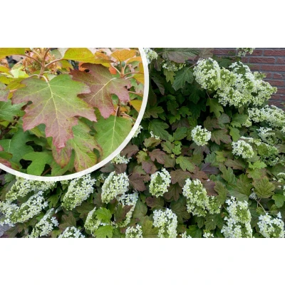 Afbeelding van Eikenbladhortensia Hydrangea quercifolia