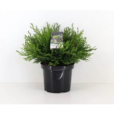 Afbeelding van Chamaecyparis obtusa pygmaea 30 cm Warentuin natuurlijk