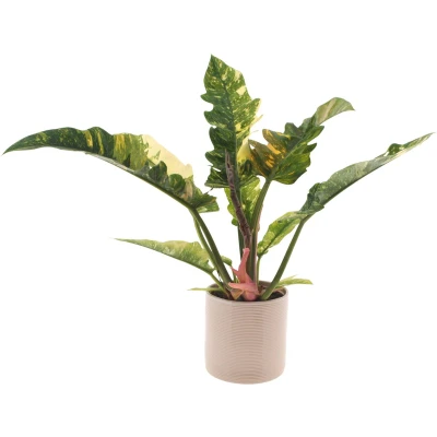 Afbeelding van Philodendron Ring of Fire 30cm Incl. Off white keramieken pot