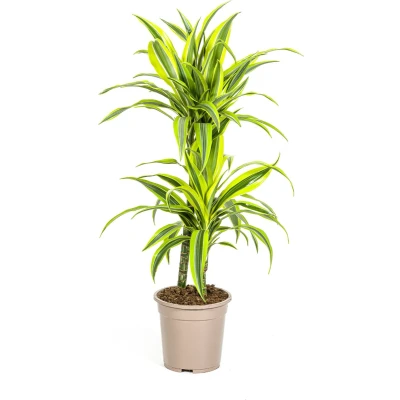 Afbeelding van Plantenboetiek.nl Dracaena Deremensis Lemon Lime Ø19cm 80cm hoog Kamerplant Groenblijvend