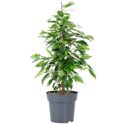 Afbeelding van Berkenvijg &#039;Forever&#039; gemakkelijk te onderhouden kamerplant, Ficus benjamini hoogte ca. 75 cm, pot Ø 17 cm