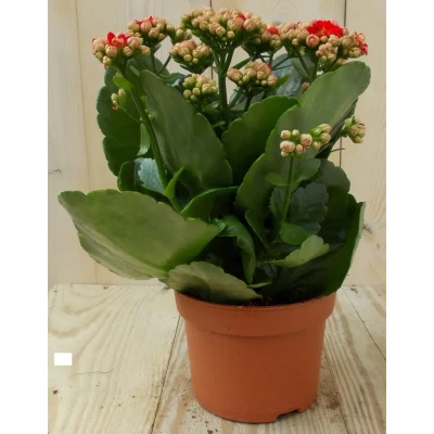 Afbeelding van 2 stuks! Kalanchoe rood Warentuin Natuurlijk