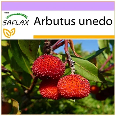 Afbeelding van SAFLAX Aardbeiboom 50 Zaden Arbutus unedo