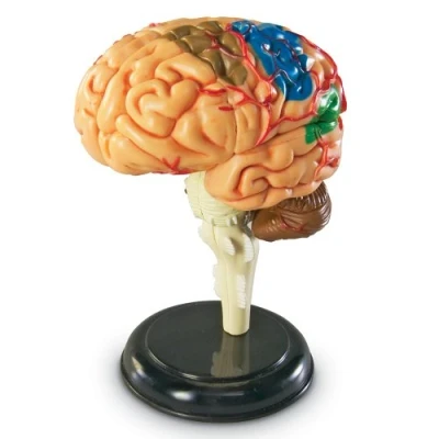 Afbeelding van Learning Resources Menselijk Anatomie Model Brein 31 Stuk Set