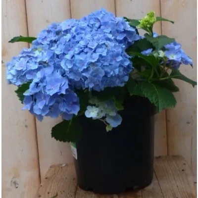 Afbeelding van Hortensia Hydrangea blauw 40 cm Warentuin natuurlijk