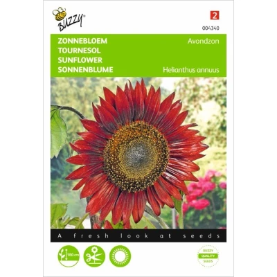 Afbeelding van Helianthus Zonnebloem Avondzon Buzzy