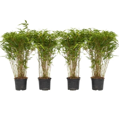 Afbeelding van Fargesia Gansu Set van 4 Niet woekerende Bamboe Pot 17cm Hoogte 50 70cm