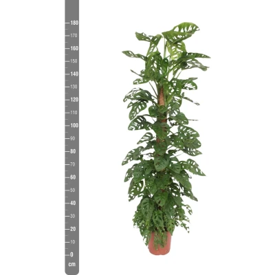 Afbeelding van Monstera Monkey Leaf 180cm