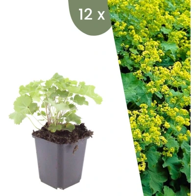 Afbeelding van Plants by Frank 12 Vrouwenmantel planten Alchemilla mollis Winterharde bodembedekker tuinplanten vaste meerjarig
