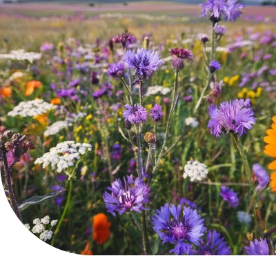 Afbeelding van Tübinger Bijenmengsel 50 Gram ±25 M² MRS Seeds &amp; Mixtures