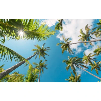 Afbeelding van Komar Vliesbehang Coconut Heaven II (9 stuks)