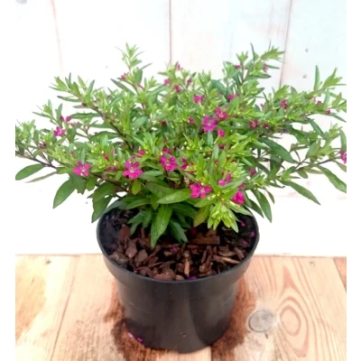 Afbeelding van 3 stuks! Luciferplant rood Warentuin natuurlijk