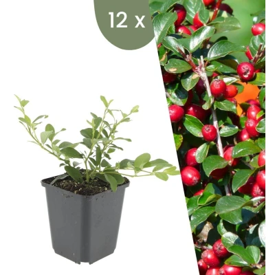 Afbeelding van Plants by Frank 12 Dwergmispel planten Cotoneaster dammeri Winterharde bodembedekker tuinplanten vaste meerjarig