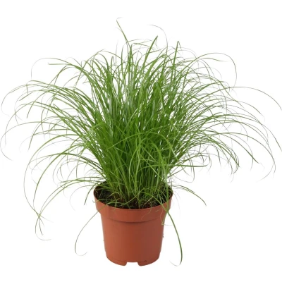 Afbeelding van Plantenboetiek.nl Cyperus Alternifolius Zumula Kamerplant Hoogte 28cm Potmaat 12cm