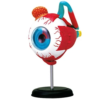 Afbeelding van EXPLORA Oog Anatomie van het menselijk lichaam 546054 Realistisch model 32 onderdelen Montagehandleiding en educatieve quiz Ontdekkingsset Vanaf 8 jaar