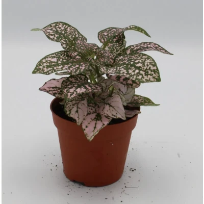 Afbeelding van Kamerplant Hypoestes roze Warentuin Natuurlijk