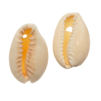 Afbeelding van Kauri Schelpjes (15 18 mm) Seashell (25 gram / ca. 30 stuks) Dreambeads