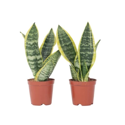 Afbeelding van Sansevieria Laurentii Set van 2 Vrouwentong Pot 12cm Hoogte 30 40cm
