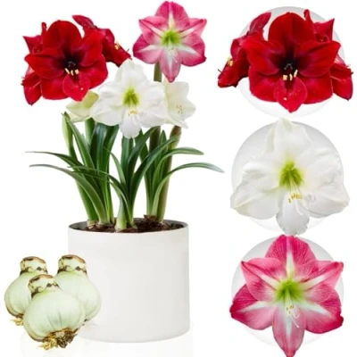 Afbeelding van Dutch Bulbs Amaryllis Bloembollen 3 stuks Rood