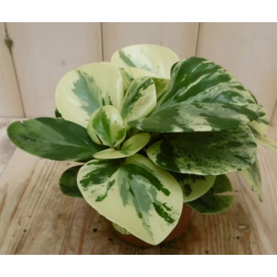 Afbeelding van 2 stuks! Peperomia obtusifolia variegatum Warentuin Natuurlijk