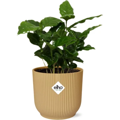 Afbeelding van Plantenboetiek.nl Coffea Arabica in ELHO Vibes Fold geel Ø14cm 25cm hoog Kamerplant Groenblijvend